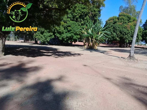 Imagem 14 de 15 de Fazenda À Venda Em Lagoa Do Tocantins-to-de 205 Alqueirões (dupla Aptidão) - 1816