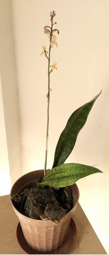 Orquídea Monje 
