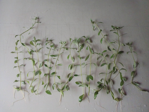 Hygrophila Polysperma, Planta Acuática De Bajos Requisitos