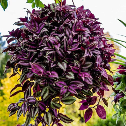 50 Mudas Lambari Roxo - Graúdos De 20 A 30cm T. Zebrina