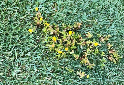 Controla Y Seca Malas Hierbas En Cesped Jardin 1litro