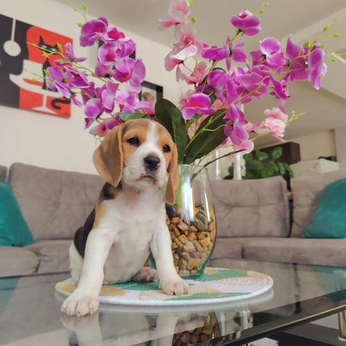 Cachorros Beagle Tricolor