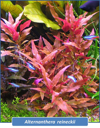 Alternanthera Reineckii Planta Acuatica Peces