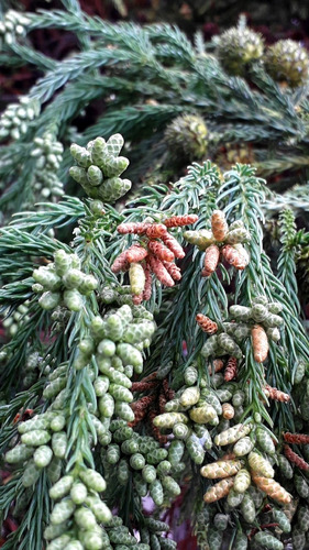 Semillas De Cedro Japonés (cryptomeria Japonica)