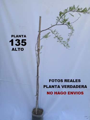 Arbol - Timbo ( Oreja Negro ) Nuevo .. No Hago Envios