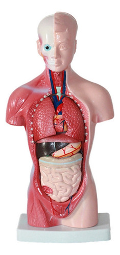 Modelo De Cuerpo De Torso Humano De 11 Pulgadas, Anatomía In