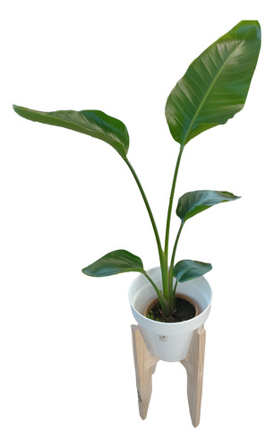 Strelitzia Nicolai De 1.20/1.30 Con Maceta - Entrega Gratis Blanco