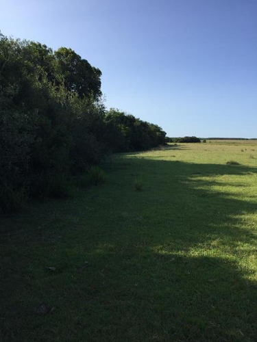 Campo De 252 Has En Durazno. Costas Sobre Arroyo. Apto Para Ganadería, Arroz Y Forestación!