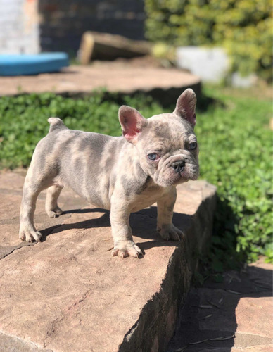 Bulldog Francés Hembrita Lilac Merle Ojos Celestes