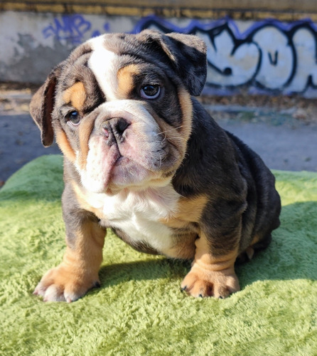 Catálogo De Bulldogs