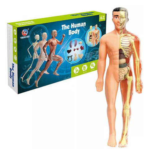Tamaño De Modelo De Esqueleto De Torso Anatómico Humano De 2