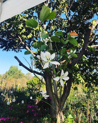 Árbol Orquídea Blanco , Rosa, Fiusha Y Morado De 1.70 Altura