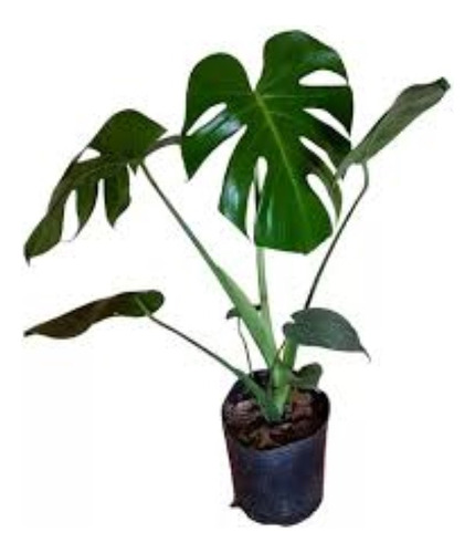 Costilla De Adán. Monstera. Interior E.gratis Amba