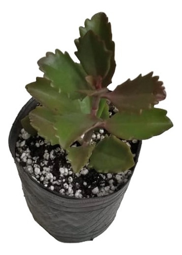 Kalanchoe Sexangularis