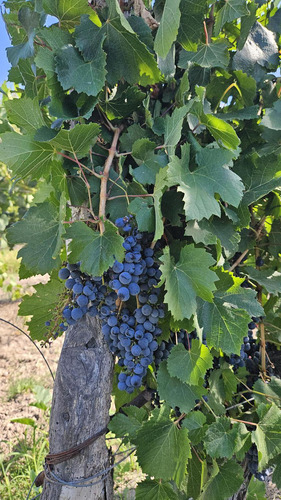 Finca De 3.7 Ha En Producción
