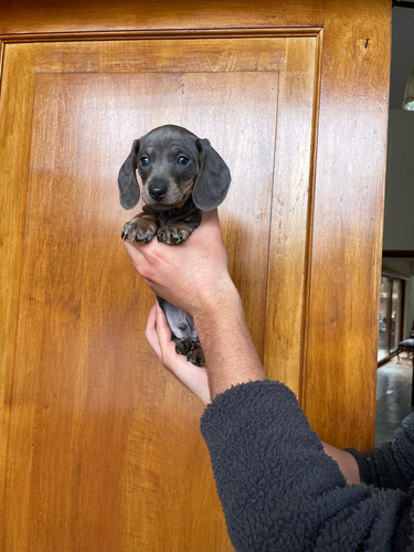Perritos Salchicha Dachsund Isabella Y Blue Exótico