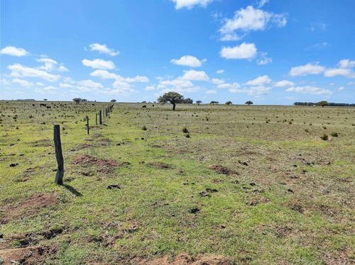 Imagen 13 de 19 de Campo De 95 Has En Ataliva Roca -la Pampa