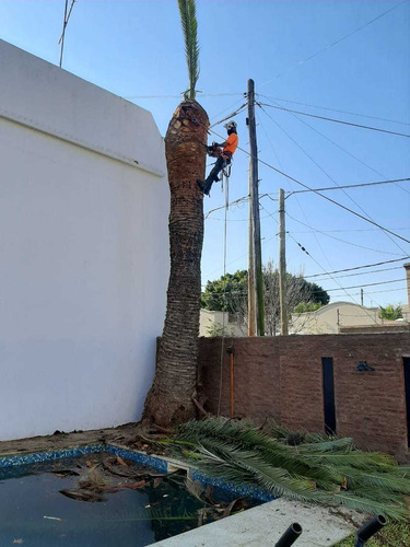 Imagen 9 de 10 de Poda En Altura - Capital Federal - Chacabuco-flores-pompeya