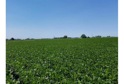 Imagen 4 de 10 de Campo En Ramallo 12 Has