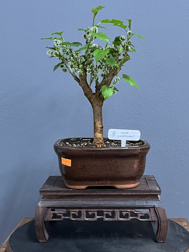 Bonsai Mora Flores Y Frutos N3 10 Añosmaceta Ceramica Esmalt