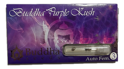 Semilla Buddha Purple Kush Auto Buddha Seeds X3