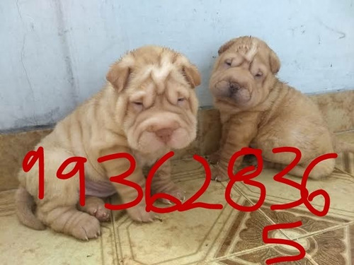 Imagen 1 de 1 de Cachorros Shar Pei