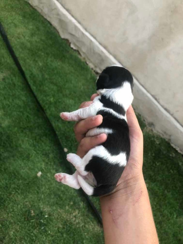 Vende- Se , Cachorros Shitszu