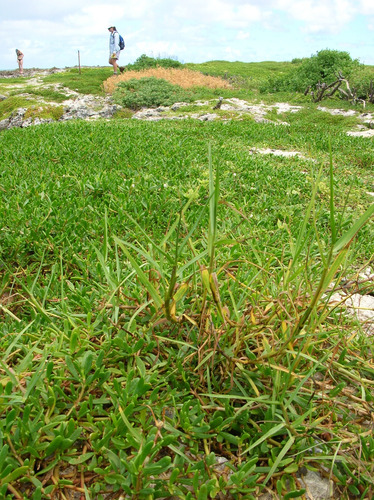 2kg De Semillas De Pasto Estrella Africana, Mejorado