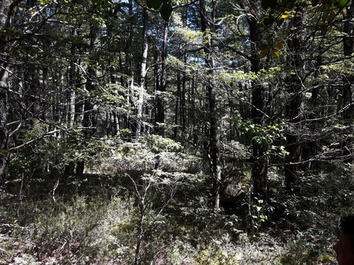 Excelente Sitio 5.000 M2 En Camino Al Volcán, Pucón