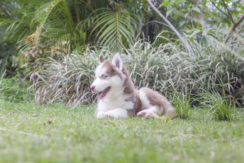 Imagen 6 de 10 de Husky Siberiano Manto Rojo Hembra
