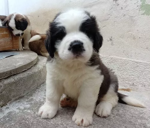 São Bernardo Filhotes Macho e Fêmea !!! - Cachorros e acessórios - Bairro  das Palmeiras, Campinas 1285554586