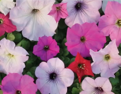 100 Semillas De Flores Petunia Enana Colores Variada
