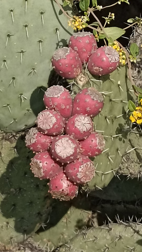 3 Pencas Nopal Tunero, Tuna Roja 3 Varidades Distintas, Lc