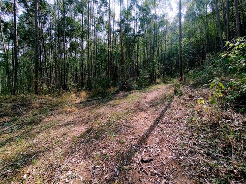 Imagem 5 de 19 de Terreno Escriturado À Venda Em Piracaia/sp - 1000 - 34968879