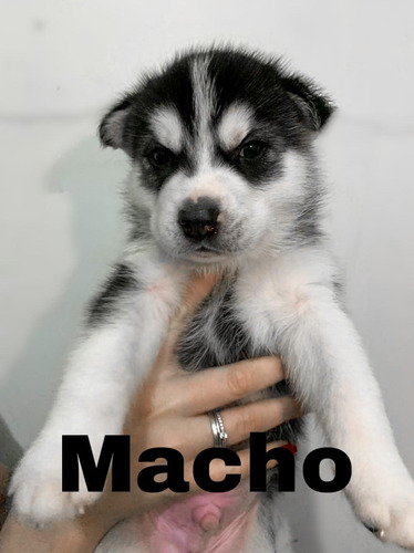 Imagem 3 de 4 de Filhotes De Husky Siberiano