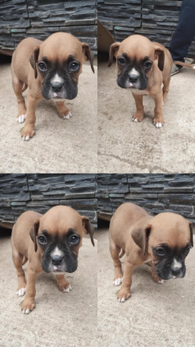 Vendo Cachorro Boxer 