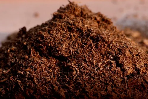 20 Semillas De Pino De Costa + Kit De Germinación Especial