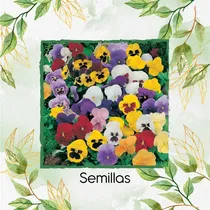 Comprar 100 Semillas Flor Pensamiento Mezcla + Obsequio Germinación