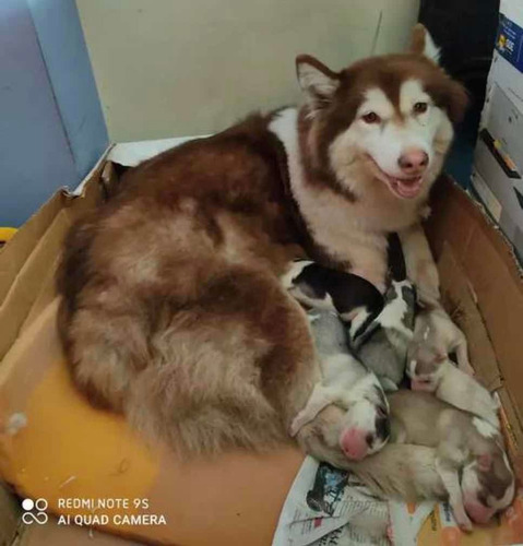 Imagen 4 de 6 de Monta Huskie - Alaska Ojos Celestes