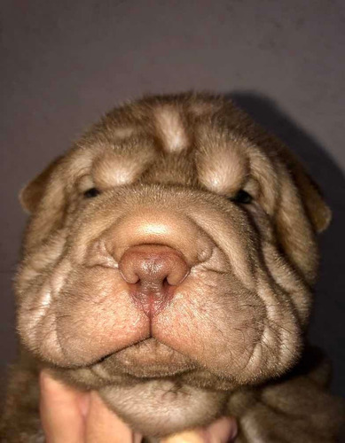 Imagen 5 de 8 de Cachorros Shar Pei