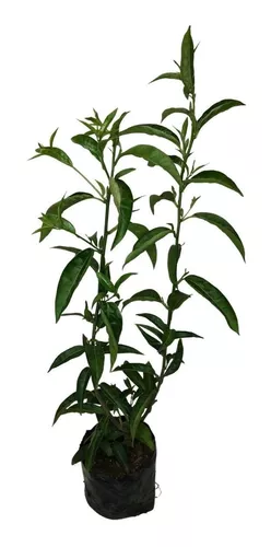 1 Muda De Dama Da Noite, Coerana - Cestrum Nocturnum - 50cm