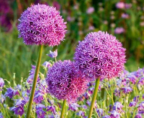 15 Sementes De Allium Giganteum Flor Alho Gigante P/  Mudas