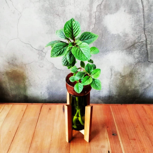 Imagen 2 de 10 de Dolar Negro Little Plant 24 Con Soporte, Maceta Autorregante