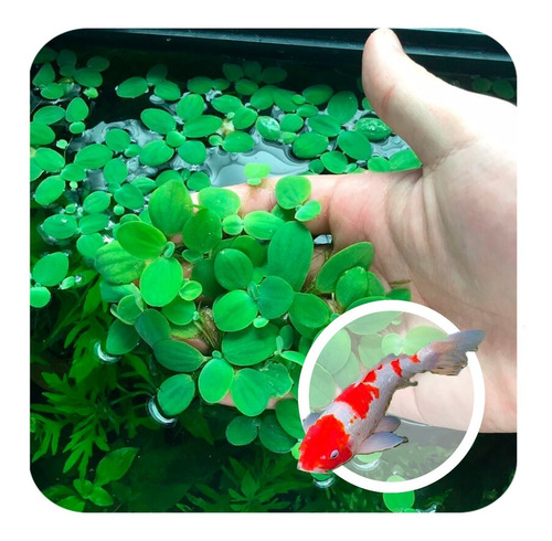 Kit 10 Planta Flutuante Lagos Alface Daqua Aquaponia (Usado)