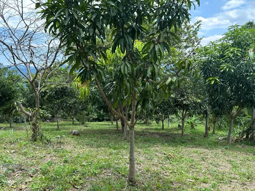 Vendo O Permuto Lote De 1300 M2 Vereda La Virginia - Mesitas Del Colegio (cundinamarca) Que Cuenta Con Escritura Pública Independiente. Libre De Demandas, Al Día De Impuestos, Entrega Inmediata.