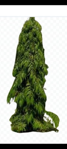 4 Cedro Libanes Mástil No Semilla Aroma Envío Gratis