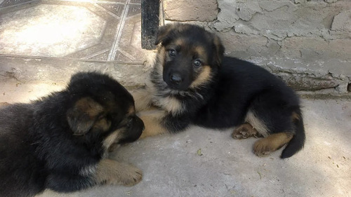 Ovejeros Alemanes Cachorros 45 Dias