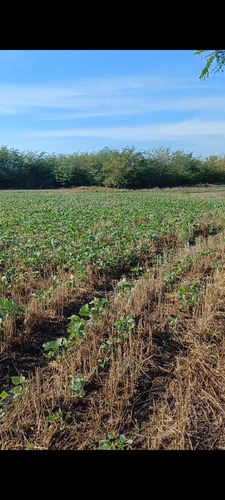 Campo 27 Hectareas Rosario Del Tala Soja Trigo Sorgo