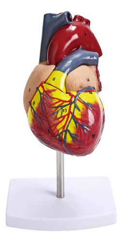 Modelo Anatómico De Corazón En 2 Partes Tamaño Natural