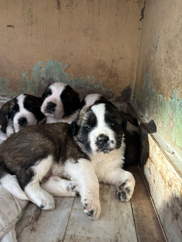 Vendo Cachorros San Bernardos